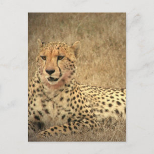 Carte postale des taches de guépard