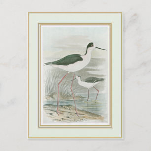 Carte Postale Des tiltes noires au bord de l'eau