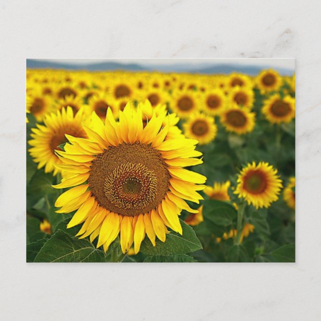 Carte postale des tournesols (Devant)