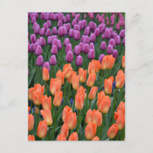 Carte postale des tulipes à ressort orange et viol