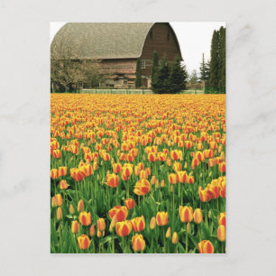 Carte Postale Des tulipes printanières fleurissent devant l'anci
