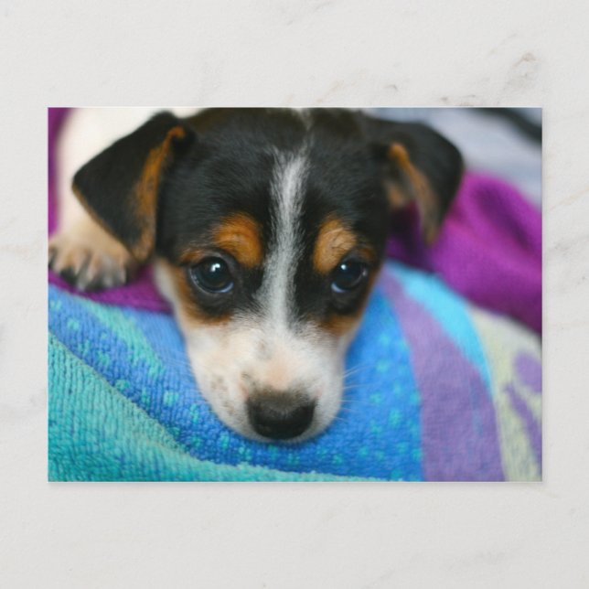 Carte postale des yeux de chien chiot (Devant)