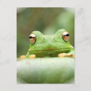Carte postale des yeux de grenouille