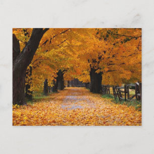 Carte Postale Descendre la voie de la mémoire de l'automne