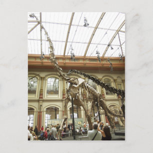 Carte Postale Description Musée d'histoire naturelle de Berlin :