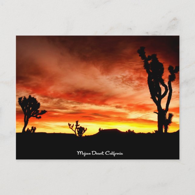 Carte Postale Désert de Mojave, Californie (Devant)