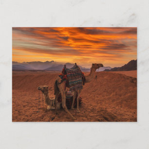 Carte Postale Deserts   Bactrian Camel Egypt Sand Dune