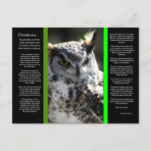 Carte postale DESIDERATA Great Horn Owl 2