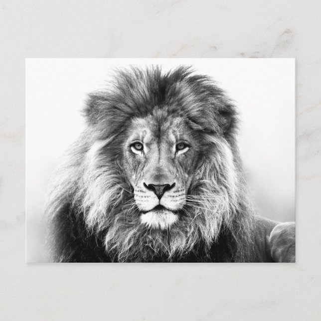 Carte Postale Design Lion (Devant)