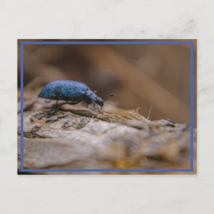 Carte Postale Désolé de vous avoir BOGUÉ !