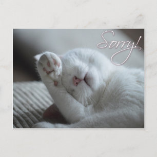 Carte Postale Désolé Excuses Chat Funny Paw Cute Animaux
