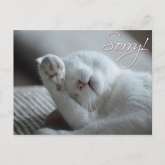 Carte Postale Désolé Excuses Chat Funny Paw Cute Animaux