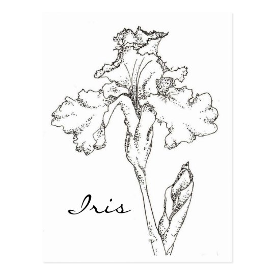 Carte Postale Dessin à Lencre De Fleur De Ressort Diris