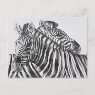 Carte Postale Dessin au crayon original de zèbre
