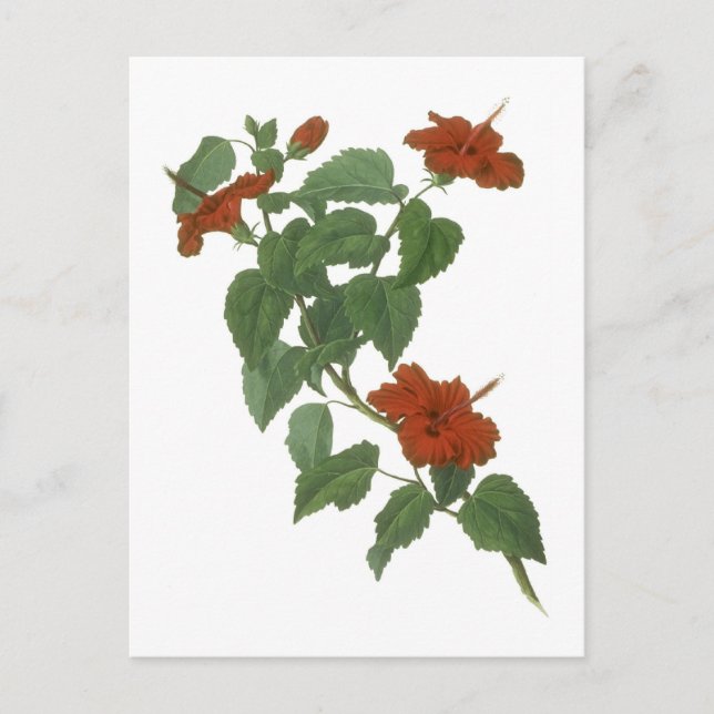 Carte Postale Dessin botanique à fleurs d'Hibiscus (Devant)