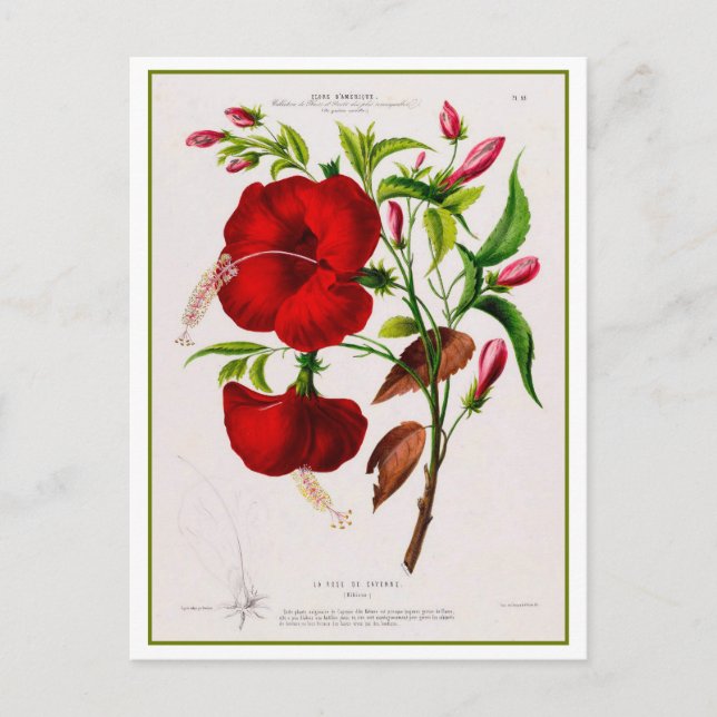 Carte Postale Dessin botanique à fleurs d'Hibiscus rouge (Devant)