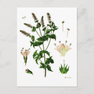 Carte Postale Dessin botanique à la menthe