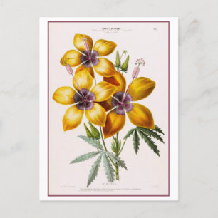 Carte Postale Dessin botanique jaune Hibiscus