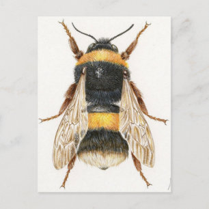Carte Postale Dessin bourdon Postcard