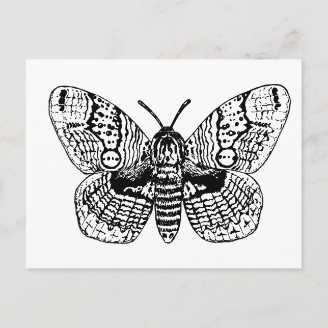 Carte Postale Dessin Brahmin moth (Devant)