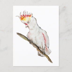 Carte Postale Dessin d'aquarelle d'un perroquet de cacatoès