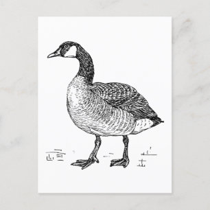 Carte Postale Dessin d'art canadien de l'oie, dessin d'oiseaux