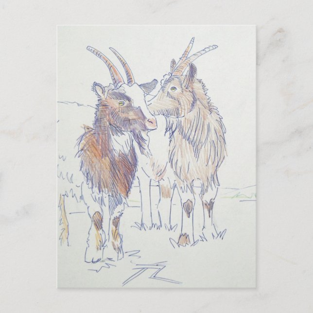 Carte Postale Dessin de chèvre - Les frères (Devant)