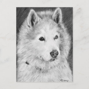 Carte Postale Dessin de malamute en Alaska