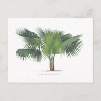 Carte Postale dessin de palme VII
