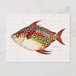 Carte Postale Dessin de poisson vintage des années 1800 Opah Tro