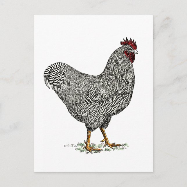 Carte Postale Dessin de poulet de Plymouth Rock (Devant)