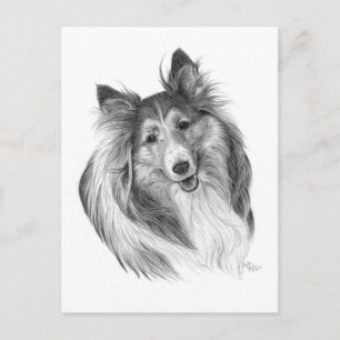 Carte Postale Dessin de Shetland Sheepdog par Glenda S. Harlan