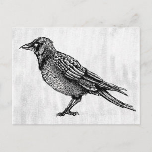Carte Postale Dessin d'encre gothique noir et blanc corbeau