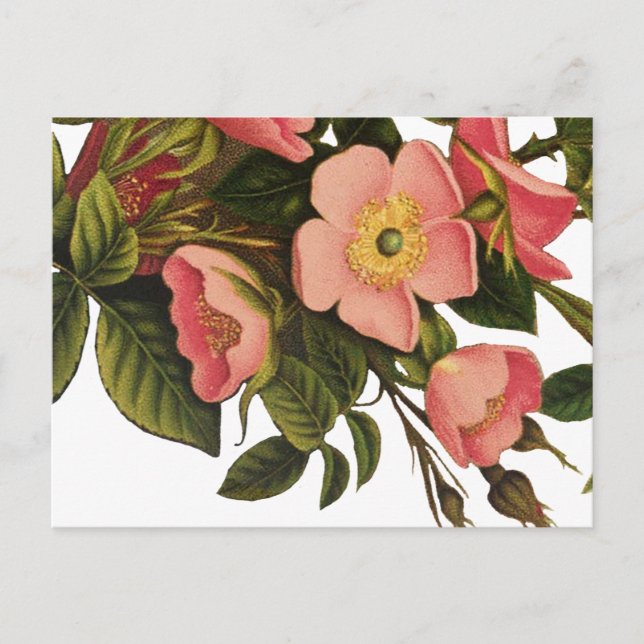 Carte Postale Dessin d'illustration d'art Rose antique (Devant)