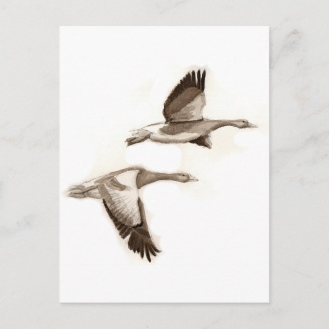 Carte Postale Dessin d'oies volantes (Devant)