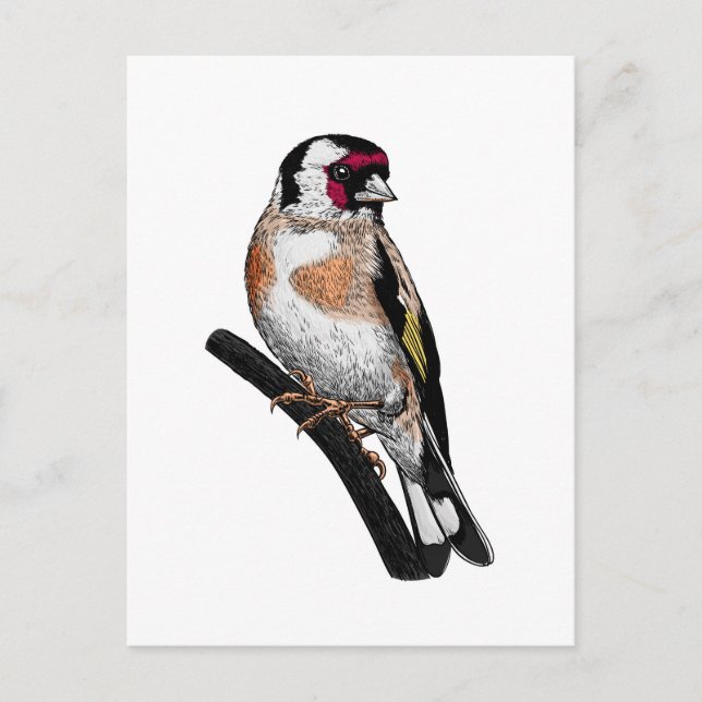Carte Postale Dessin Goldfinch (Devant)