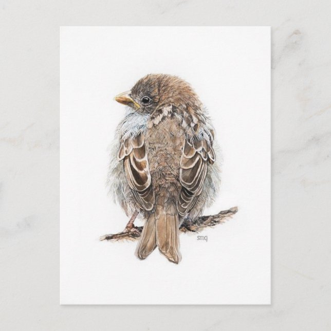 Carte Postale Dessin moineau (Devant)