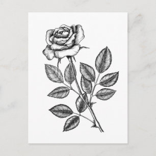 Carte Postale dessin rose 2