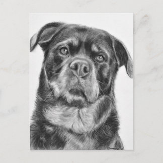 Carte Postale Dessin Rottweiler