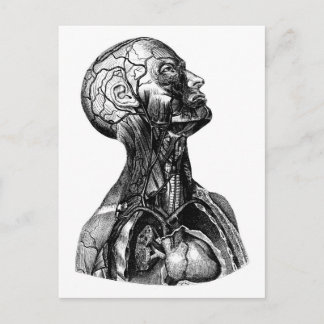 Carte postale Dessin Torso Anatomique