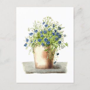 Carte Postale Dessin vintage de Garden Lobelia