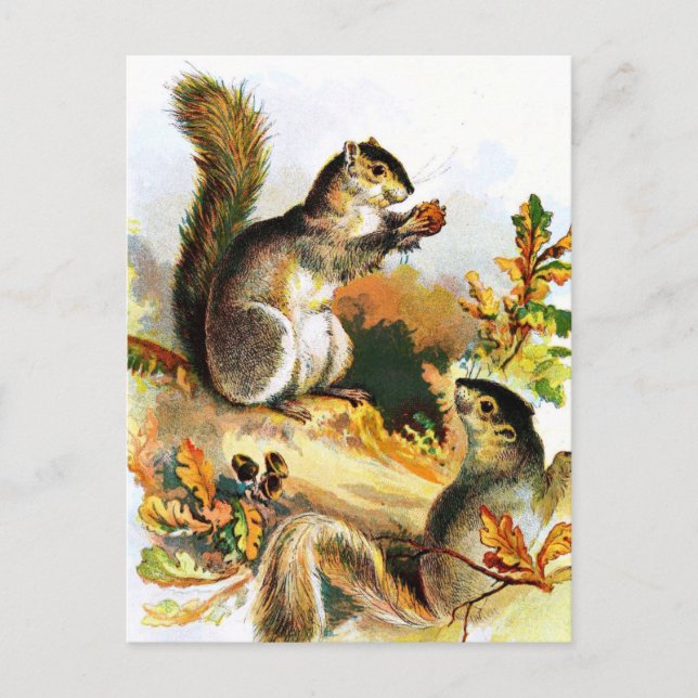 Carte Postale Dessin vintage : Écureuils en automne (Devant)