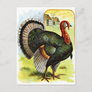 Carte Postale Dessin vintage : La Turquie