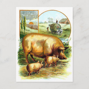 Carte Postale Dessin vintage : Mère Cochon avec les porcelets
