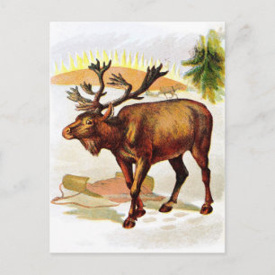 Carte Postale Dessin vintage : Rennes dans la neige