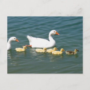 Carte Postale Destin