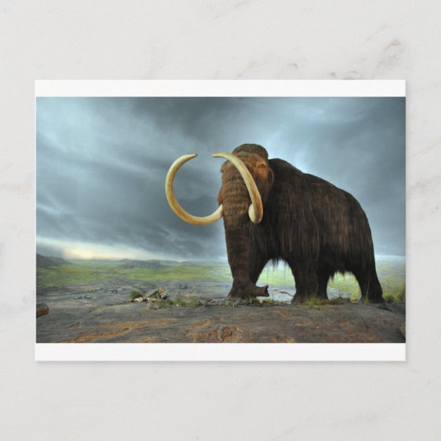 Carte Postale Destin de mammoth laine (Devant)