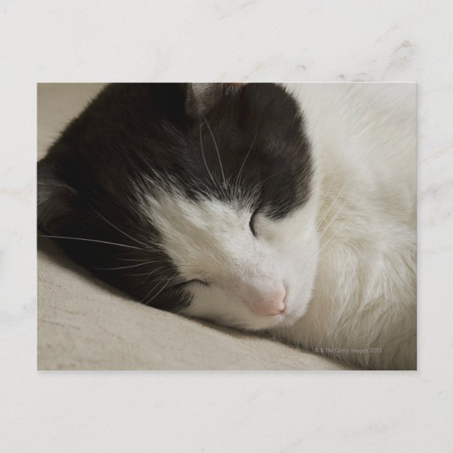 Carte Postale Détail du portrait d'un chat domestique qui dort (Devant)