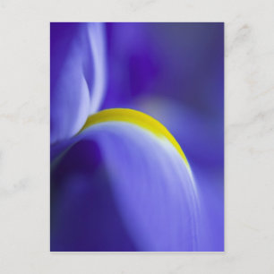 Carte Postale Détail en gros plan d'un iris Blue Flag.