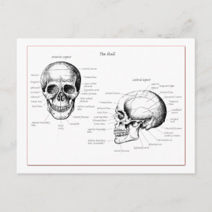 Carte Postale Détails du crâne avant et côté